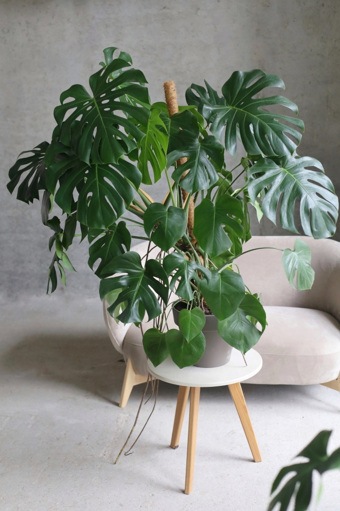 Монстера Делициоса Монстера Делициоса