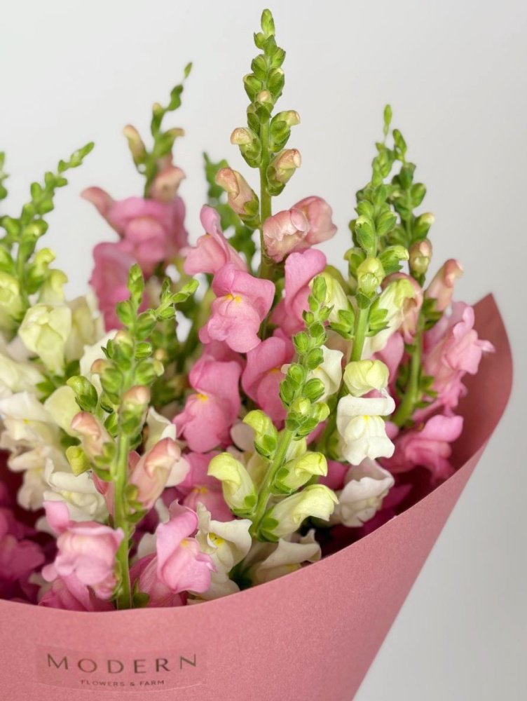 БУКЕТ С ЛЬВИНЫМ ЗЕВОМ БУКЕТ С ЛЬВИНЫМ ЗЕВОМ