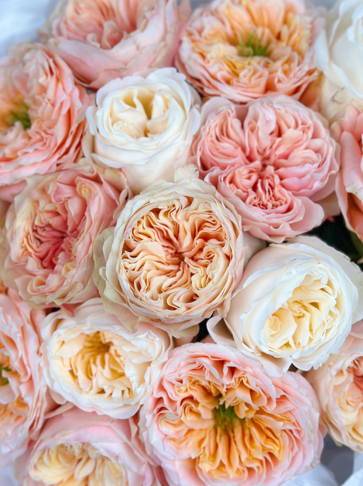 БУКЕТ 17 ПИОНОВИДНЫХ РОЗ